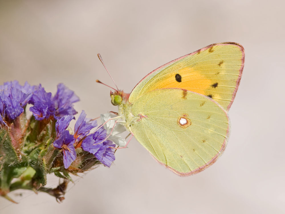 Colias crocea